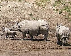 犀牛有几个角,犀牛有几个角图4