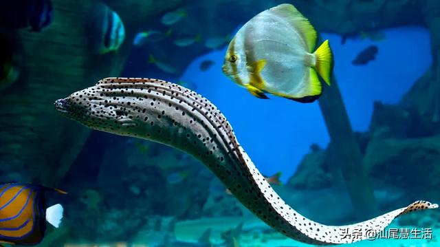 虎鳗和海鳗的区别（麻鱼海鳗傻傻分不清楚）(1)