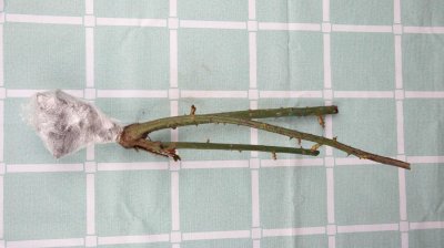 ​薄荷可以放在卧室吗