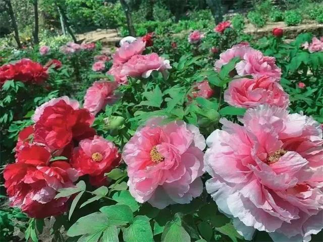 春节旅游必去的地方有哪些（这份游玩攻略请收下）(10)