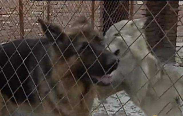 黑龙江齐齐哈尔发现4只野狼（09年黑龙江野狼湖）(3)