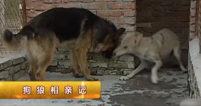 黑龙江齐齐哈尔发现4只野狼（09年黑龙江野狼湖）(9)