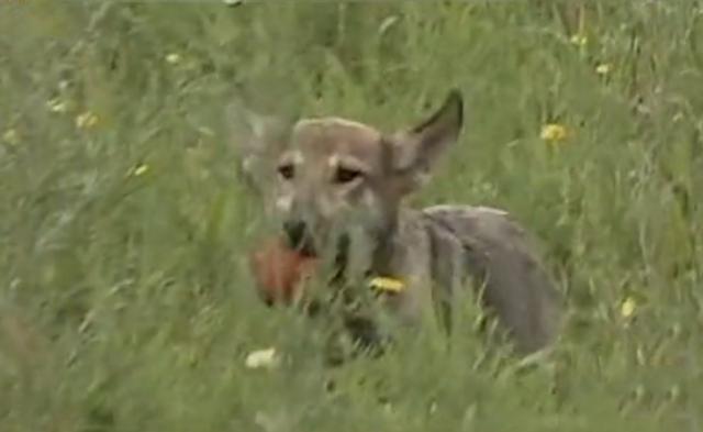 黑龙江齐齐哈尔发现4只野狼（09年黑龙江野狼湖）(11)