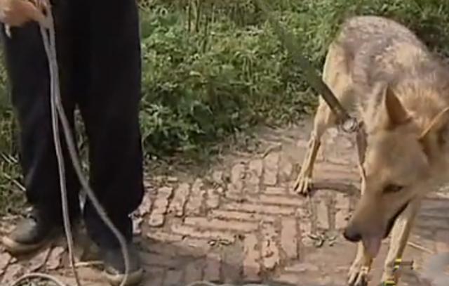 黑龙江齐齐哈尔发现4只野狼（09年黑龙江野狼湖）(16)