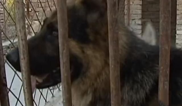 黑龙江齐齐哈尔发现4只野狼（09年黑龙江野狼湖）(2)