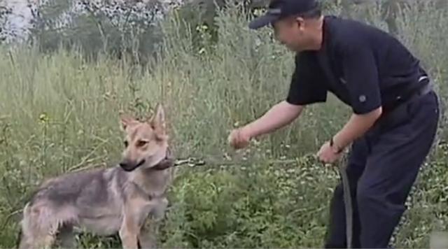 黑龙江齐齐哈尔发现4只野狼（09年黑龙江野狼湖）(13)