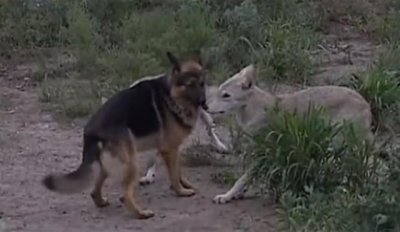 ​黑龙江齐齐哈尔发现4只野狼（09年黑龙江野狼湖）