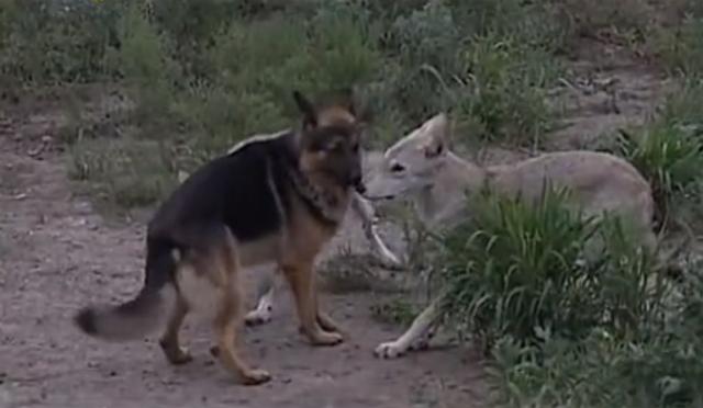 黑龙江齐齐哈尔发现4只野狼（09年黑龙江野狼湖）(1)