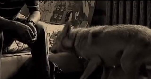 黑龙江齐齐哈尔发现4只野狼（09年黑龙江野狼湖）(10)