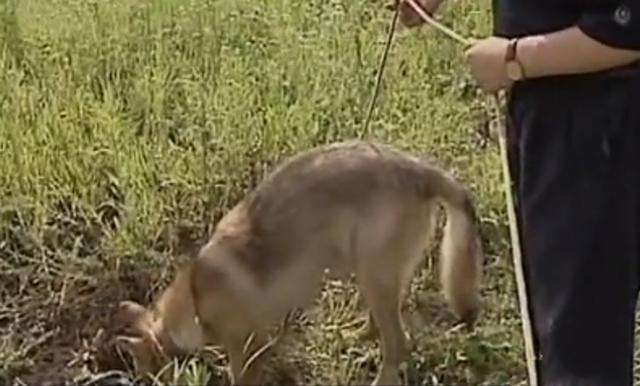 黑龙江齐齐哈尔发现4只野狼（09年黑龙江野狼湖）(17)