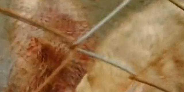 黑龙江齐齐哈尔发现4只野狼（09年黑龙江野狼湖）(12)