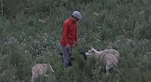 黑龙江齐齐哈尔发现4只野狼（09年黑龙江野狼湖）(8)