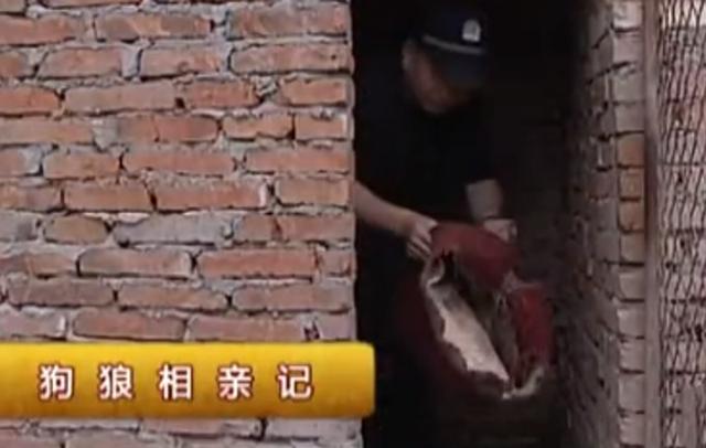 黑龙江齐齐哈尔发现4只野狼（09年黑龙江野狼湖）(15)