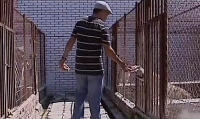 黑龙江齐齐哈尔发现4只野狼（09年黑龙江野狼湖）(14)