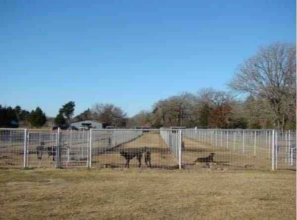 狗市场买狗靠谱吗（第一次卖狗竟然全是坑）(11)