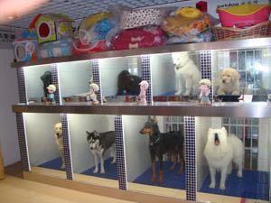 狗市场买狗靠谱吗（第一次卖狗竟然全是坑）(5)