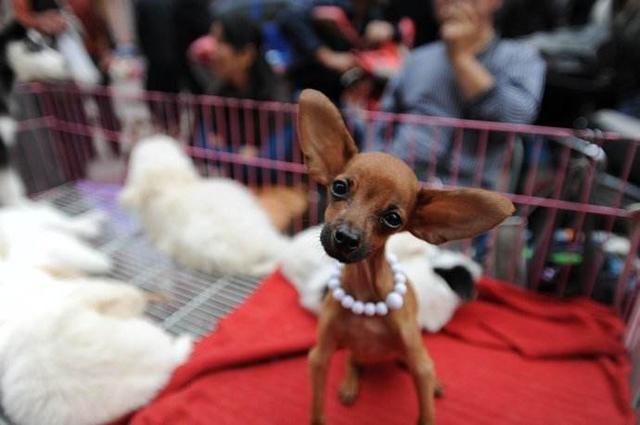 狗市场买狗靠谱吗（第一次卖狗竟然全是坑）(4)