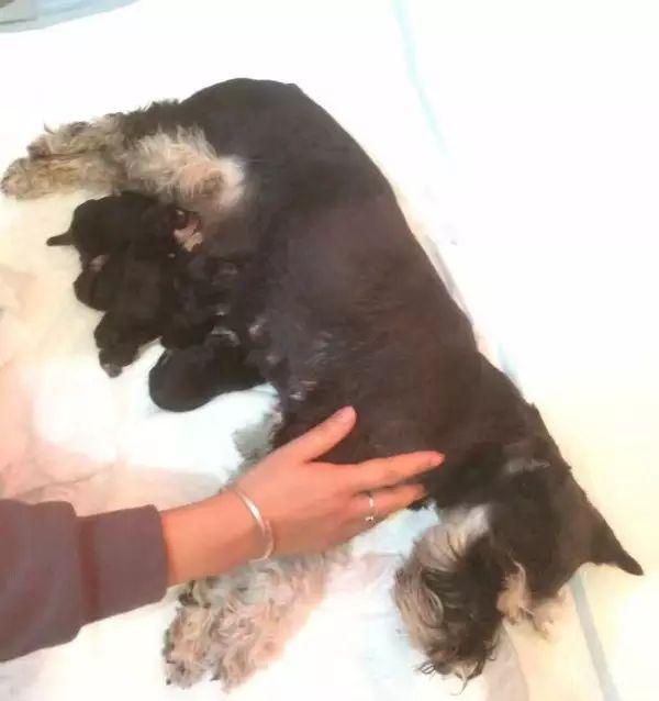 狗市场买狗靠谱吗（第一次卖狗竟然全是坑）(7)