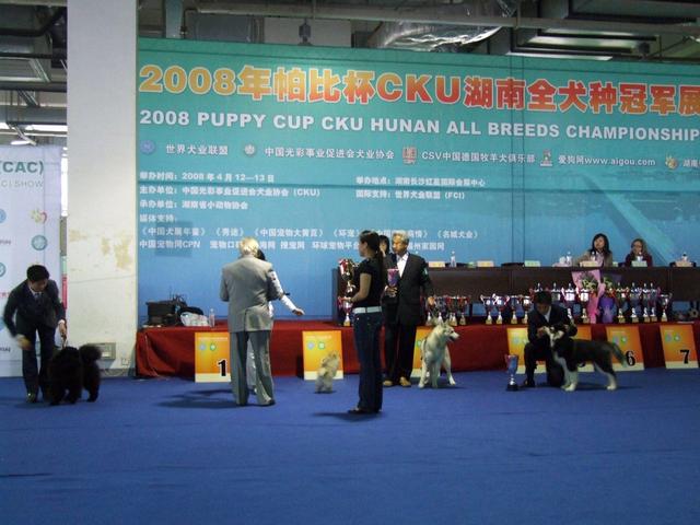 狗市场买狗靠谱吗（第一次卖狗竟然全是坑）(12)