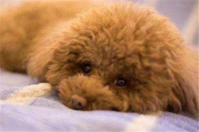 ​铲屎官如何喂养泰迪 除了狗粮还有这些食物