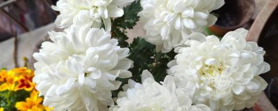 ​白色菊花寓意着什么