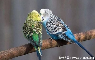 ​如何训练虎皮鹦鹉说话？ 养虎皮鹦鹉需注意些什么