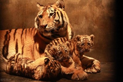 ​华南虎不是灭绝了吗？为什么在非洲还有十几只？
