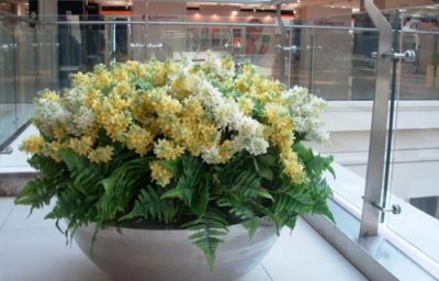 ​什么花卉最适合在室内养？