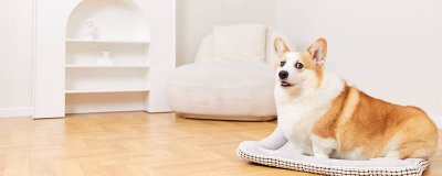 ​狗为什么在尾巴下垂的同时摇尾巴 为什么狗狗尾巴一直朝下摆动