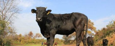 ​锦绣前程代表什么动物_谜底解释