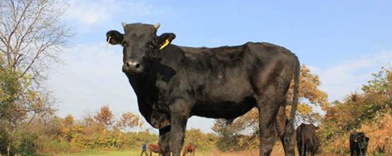 锦绣前程代表什么动物_谜底解释