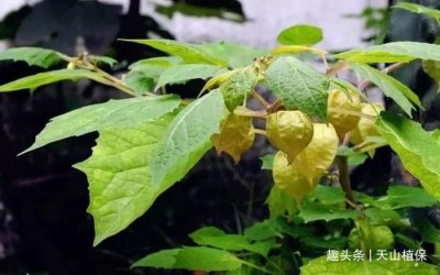 ​农村一种野果，俗称“小灯笼”，昔日很少食用，如今10元一斤