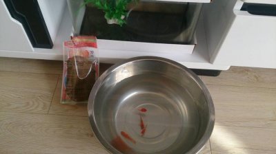 ​一只小金鱼一天吃几粒鱼食