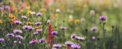 ​早上好的问候语是什么 早上好有哪些问候语