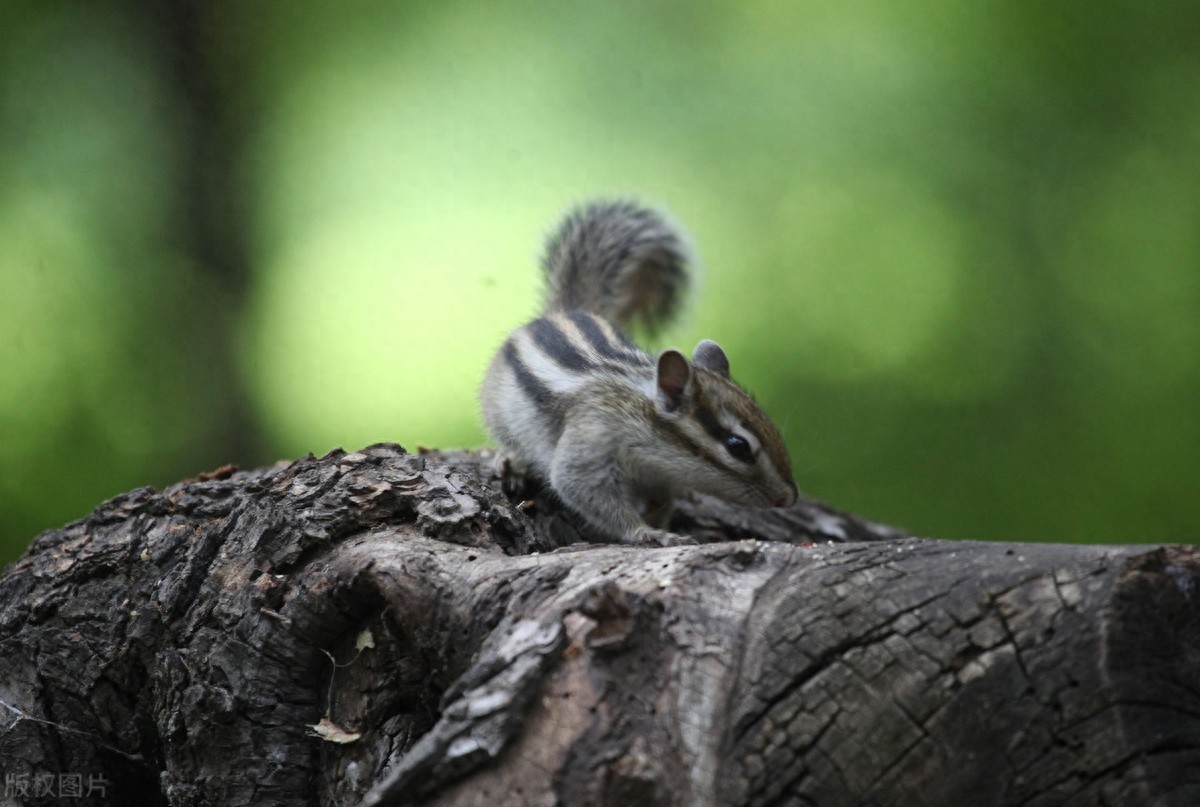 公园里的花栗鼠萌态百出，十分可爱，非常招人喜欢，不怎么怕人