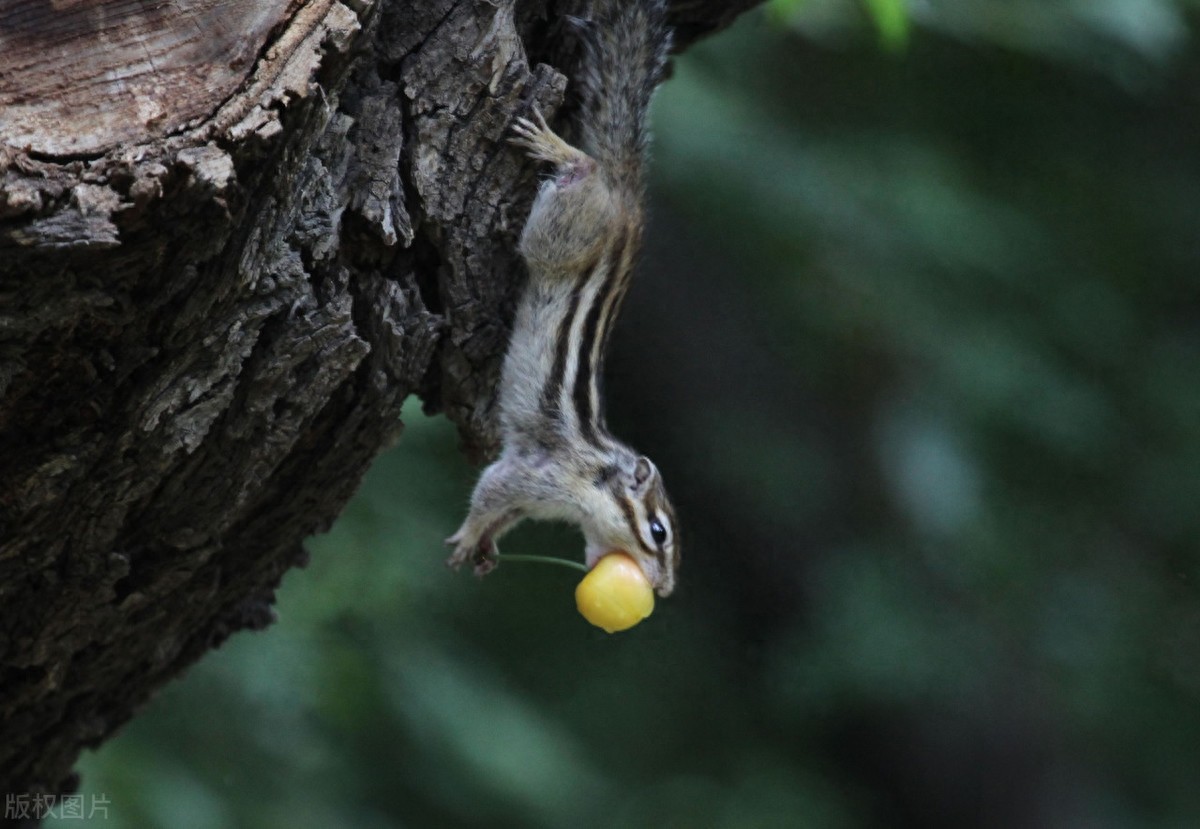 公园里的花栗鼠萌态百出，十分可爱，非常招人喜欢，不怎么怕人