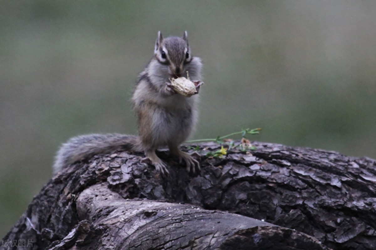 公园里的花栗鼠萌态百出，十分可爱，非常招人喜欢，不怎么怕人