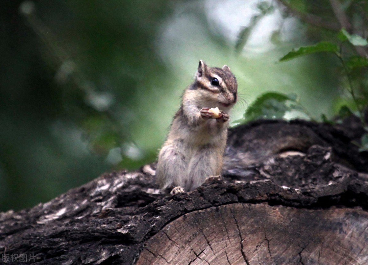 公园里的花栗鼠萌态百出，十分可爱，非常招人喜欢，不怎么怕人
