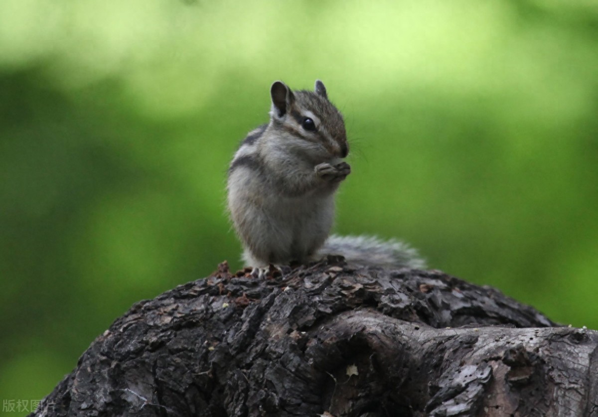 公园里的花栗鼠萌态百出，十分可爱，非常招人喜欢，不怎么怕人