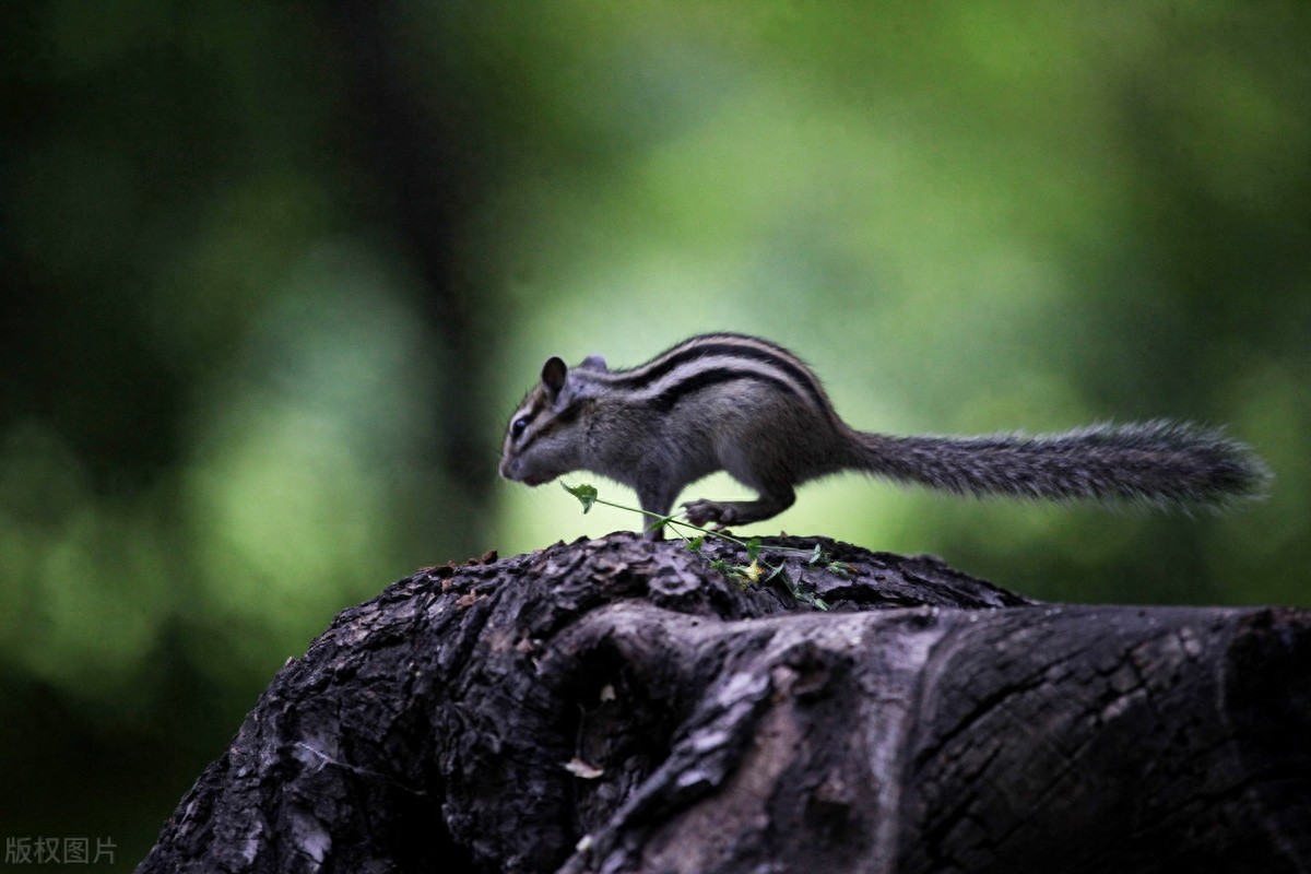 公园里的花栗鼠萌态百出，十分可爱，非常招人喜欢，不怎么怕人