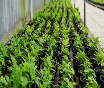 ​绣球花品种及图片大全（绣球花品种有哪些名字）