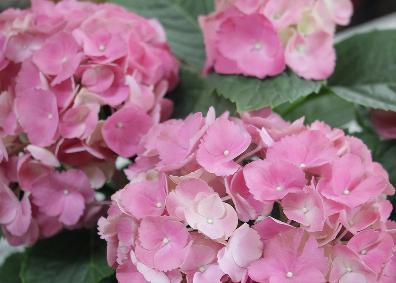 绣球花品种及图片大全(绣球花品种有哪些名字)(图2) 绣球花品种及图片大全(绣球花品种有哪些名字)(图2)