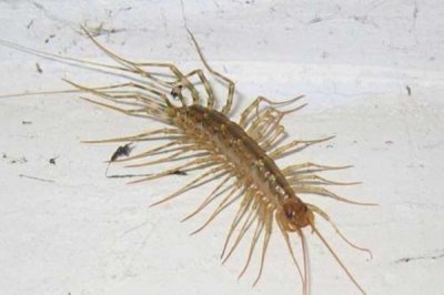 ​中国八大最毒的毒虫：蜈蚣排第五，蚰蜒排第一