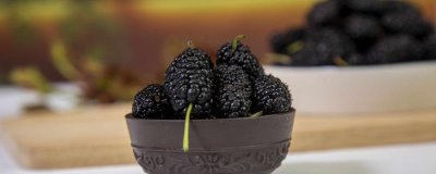 ​桑葚是碱性还是酸性