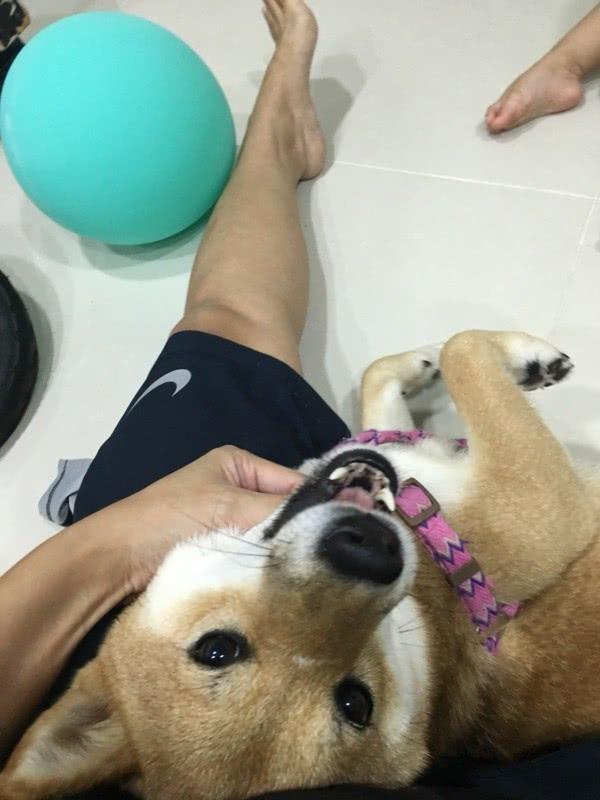 打狗英雄？消防员情绪失控打爱犬，疑似虐待动物，引发网友怒批