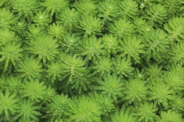 净化空气吸毒气的花草（净化空气的花有哪些）