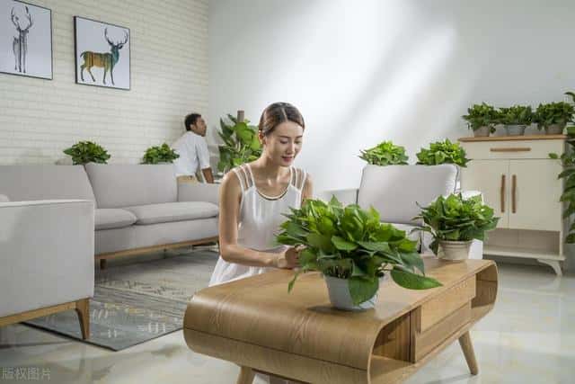 净化空气吸毒气的花草（净化空气的花有哪些）