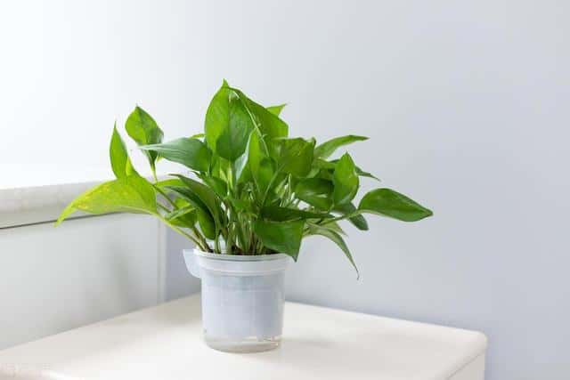 净化空气吸毒气的花草（净化空气的花有哪些）