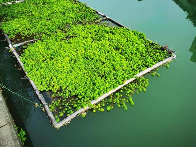 净化空气吸毒气的花草（净化空气的花有哪些）