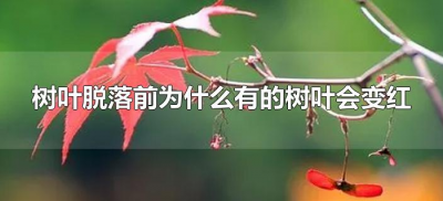 ​树叶脱落前为什么有的树叶会变红（树叶掉落前为什么会变红）